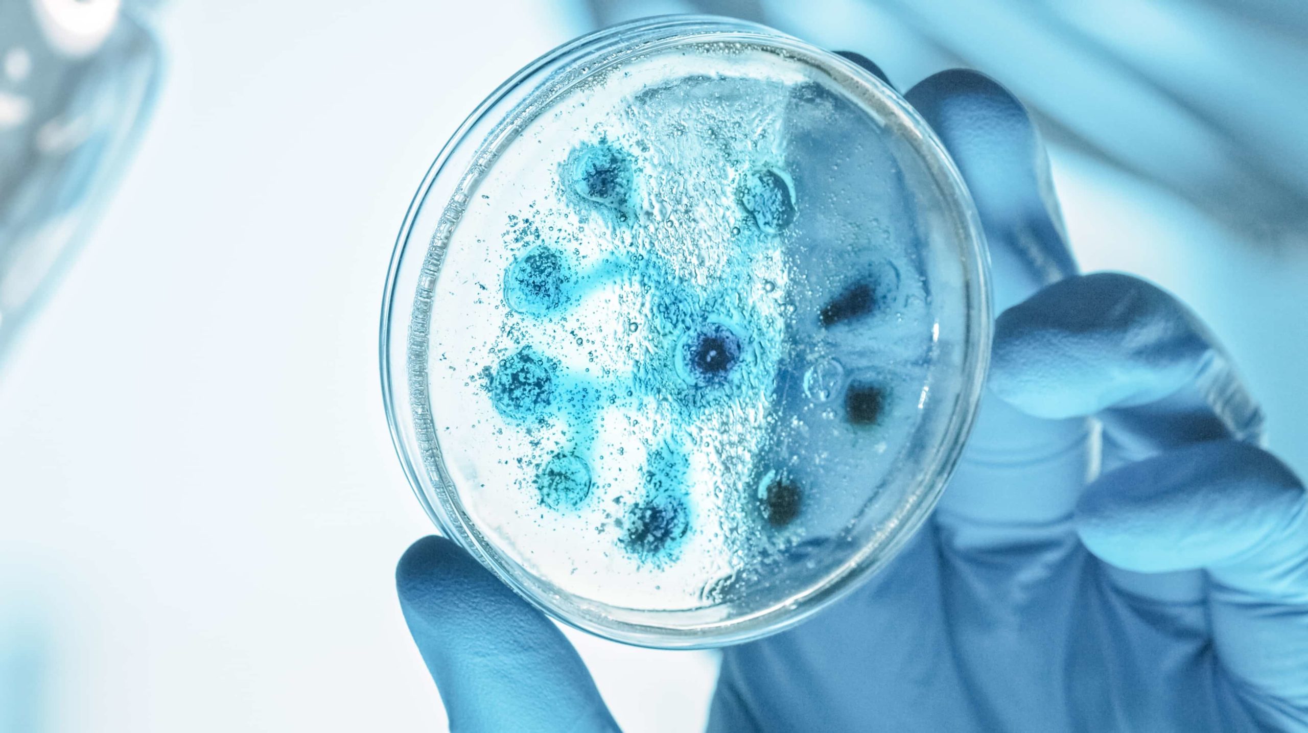 Close-up of petri dish